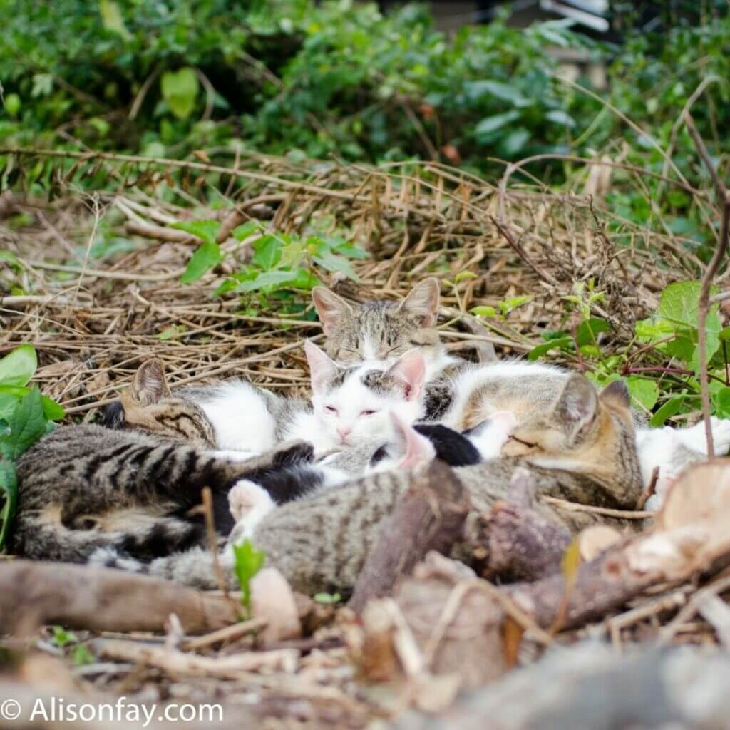 Sleeping cats on cat Island