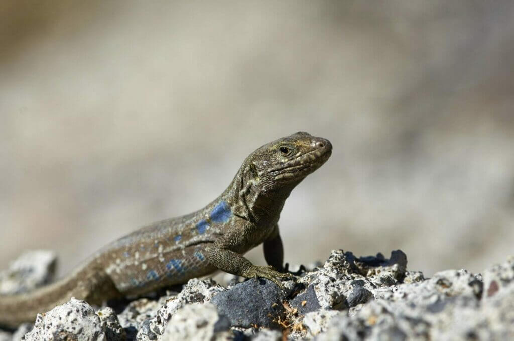 Wildlife photograph of a Southern Tenerife Lizard by Alisonfay.com