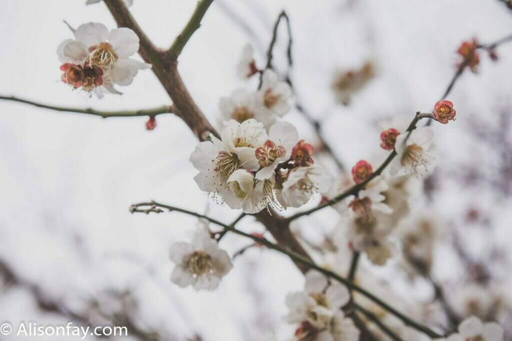 Ume blossom in Tokyo