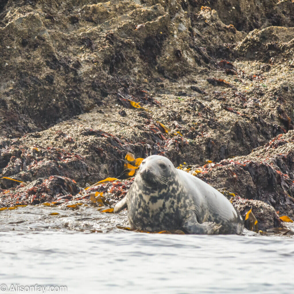 Grey seal lion laying on rocks, looking towards the camera in Brixham.