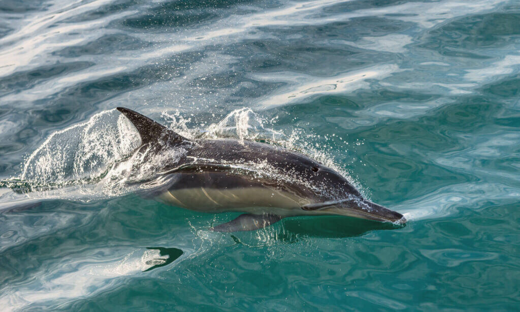 Common bottlenose dolphin swimming