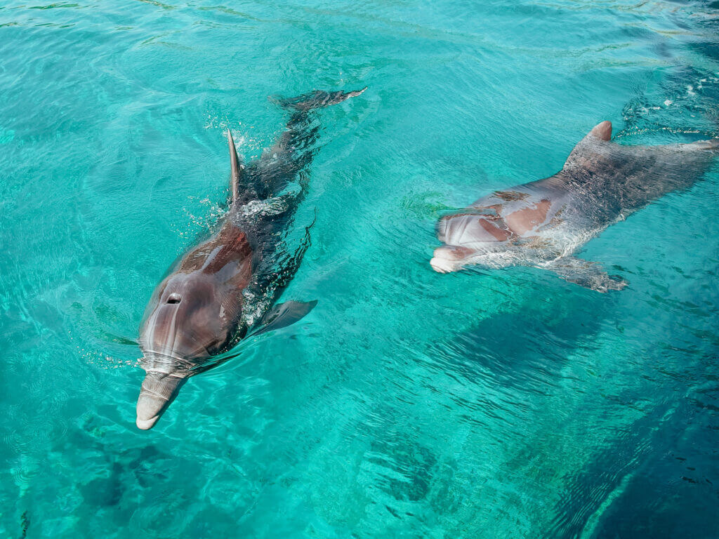 Bottlenose Dolphins swimming