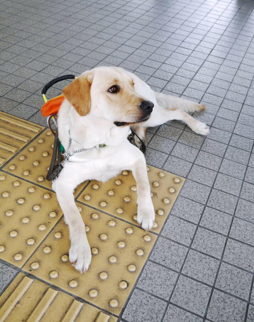 White Assistance dog with light brown ears, laying on the floor on top of yellow tactile flooring