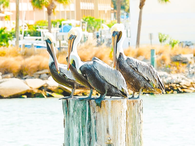 Brown Pelicans on madeira beach