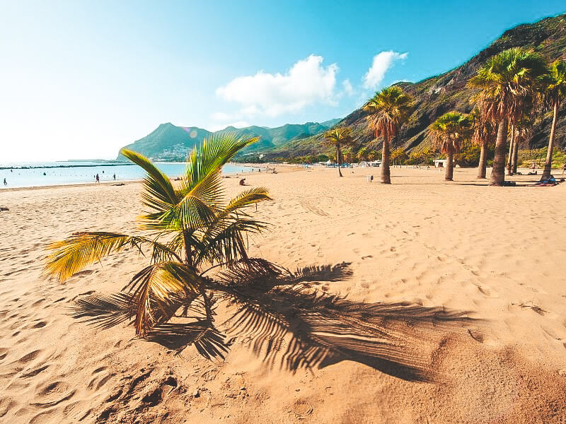 Palm trees on the beach at las terestias
